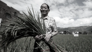 秦晖：中苏遗传学与育种实践的异同 | 由袁隆平的贡献谈起【音频】-duli 读立