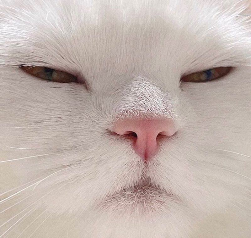 AI编程-duli 读立